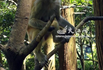 庐山猴子繁殖快扰客 工作人员喂避孕药