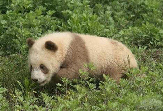 罕见基因突变棕色大熊猫：不只是白加黑