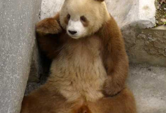 罕见基因突变棕色大熊猫：不只是白加黑