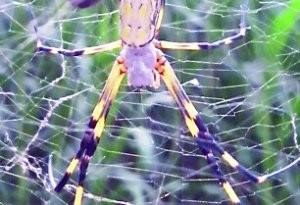 居民后院现碗口大蜘蛛 雌雄共处一网
