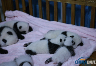 2013年新生大熊猫宝宝集体亮相 萌化了！