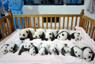 2013年新生大熊猫宝宝集体亮相 萌化了！