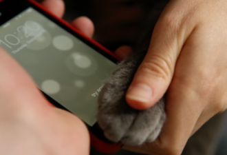 奇葩：猫咪用爪子也能解锁iPhone 5s
