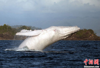 罕见白色座头鲸现身澳洲 全球仅一只