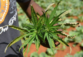 加拿大13亿药用大麻自由市场正式启动