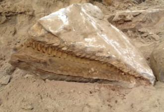 亚伯达输油管工地 惊现巨型恐龙化石