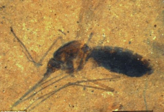 美发现4600万年前蚊子化石 胃部有血液