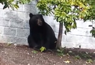 当心！黑熊现踪民宅 享受一顿水果大餐