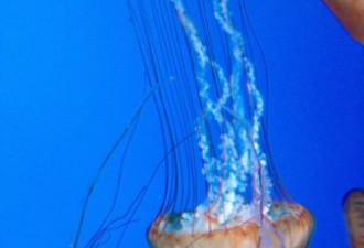 瑞普利水族馆昨开幕 惊艳组图抢先看！