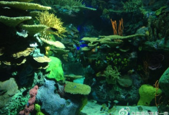 瑞普利水族馆昨开幕 惊艳组图抢先看！