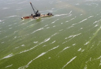 伊利湖水藻污染近失控 附近居民已停用
