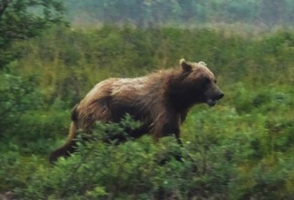卑诗北方内陆灰熊出没 闯民宅 袭猎人