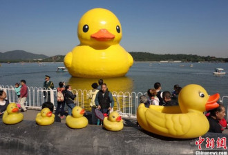 “大黄鸭”在北京俩月 创收超过两亿元