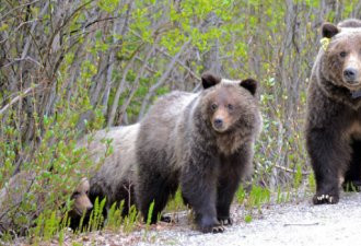 学者：卑诗灰熊遭滥猎 恐危及生态平衡