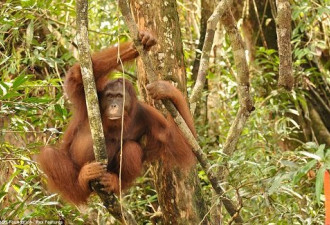 印尼男捕获红毛猩猩后将其吃掉遭逮捕