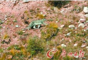 惊险！一驴友独闯无人区拍到野生雪豹