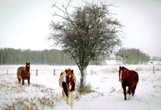 阿尔伯塔雪暴提前到 马儿在积雪中吃草