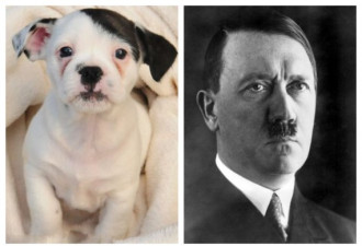 美国小狗外形酷似希特勒爆红 温顺可爱