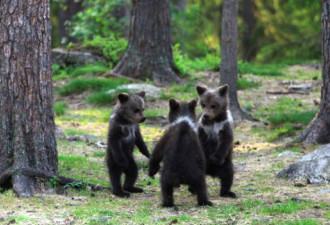 芬兰3只小熊手拉手跳舞 被摄影师捕捉