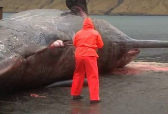 慎入：巨头鲸尸体突然爆炸 喷出内脏