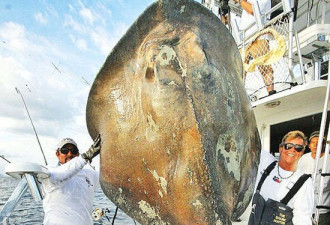 美国渔民捕到700斤重海怪 身上附甲壳