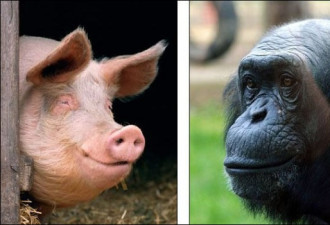 美专家：人类是公猪与母猩猩杂交产物