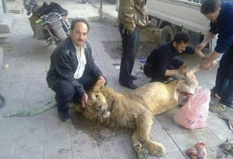 叙利亚人民饿疯了！屠杀肢解狮子充饥