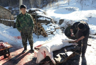 火爆：辽北农村入冬杀猪忙 过程血腥