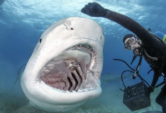 潜水员海底徒手喂食4米血盆大口虎鲨