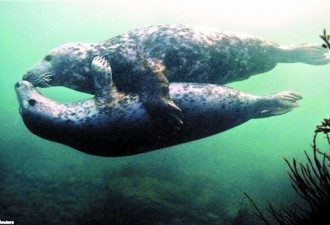 英国科学家拍到海豹在水中“激吻”照片