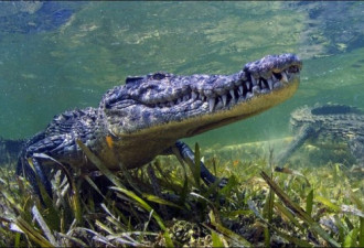 摄影师海底遇恐怖大鳄鱼 拍震撼照片