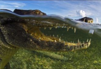 摄影师海底遇恐怖大鳄鱼 拍震撼照片