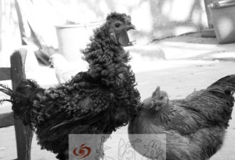 公鸡中的时髦鸡：村民孵出了卷毛公鸡