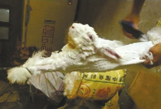 中国工人对兔子活体拔毛 视频遭曝光