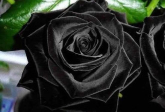 实拍：土耳其罕见黑玫瑰 象征着死亡