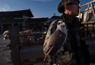丽江纳西族法外之地 实拍：猎鹰传人