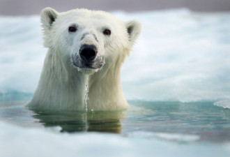“萌冻” 实拍冬天里的加拿大北极熊