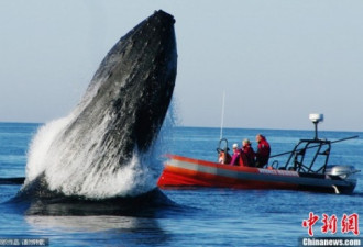 加国鲸鱼受困获救 同伴戏水感谢救援