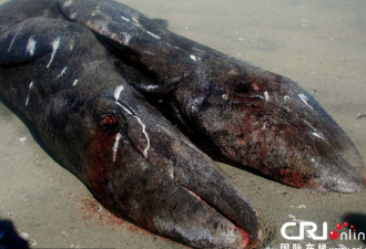 南美海岸惊现连体双胞胎灰鲸 双头双尾