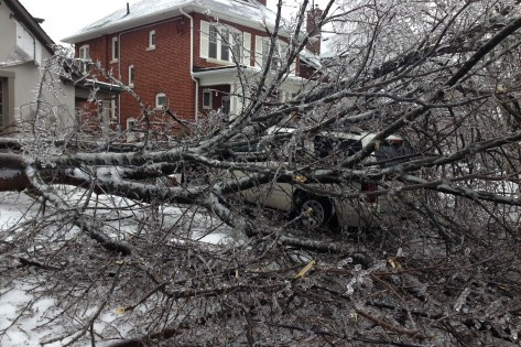 Trees fallen on driveways. Courtesy of Peter Dworschak.