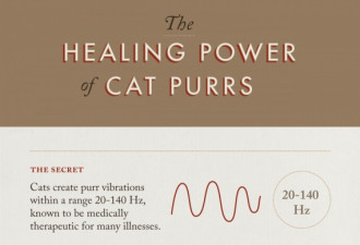 猫咪呼噜呼噜 除了卖萌 还有治疗能力