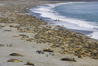 壮观：数千海象蜷缩海滩上 宛如岩石