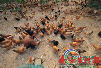 鸡老板短信求援副总理 望给H7N9改名