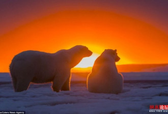纯净自然 抓拍落日余晖下北极熊一家