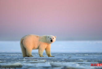 纯净自然 抓拍落日余晖下北极熊一家