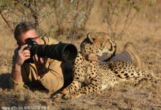 猎豹和人相处甚欢 好奇相机还让摸头