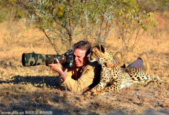 猎豹和人相处甚欢 好奇相机还让摸头