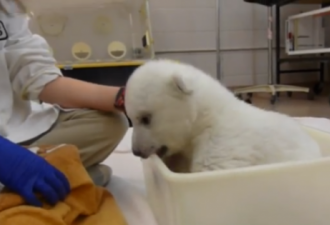 记多伦多动物园北极熊幼崽第一次洗澡