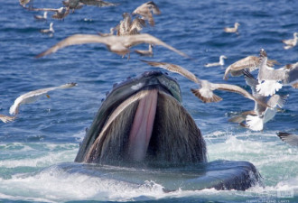 精彩抓拍 成群银鸥从座头鲸口中夺食