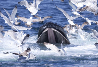 精彩抓拍 成群银鸥从座头鲸口中夺食